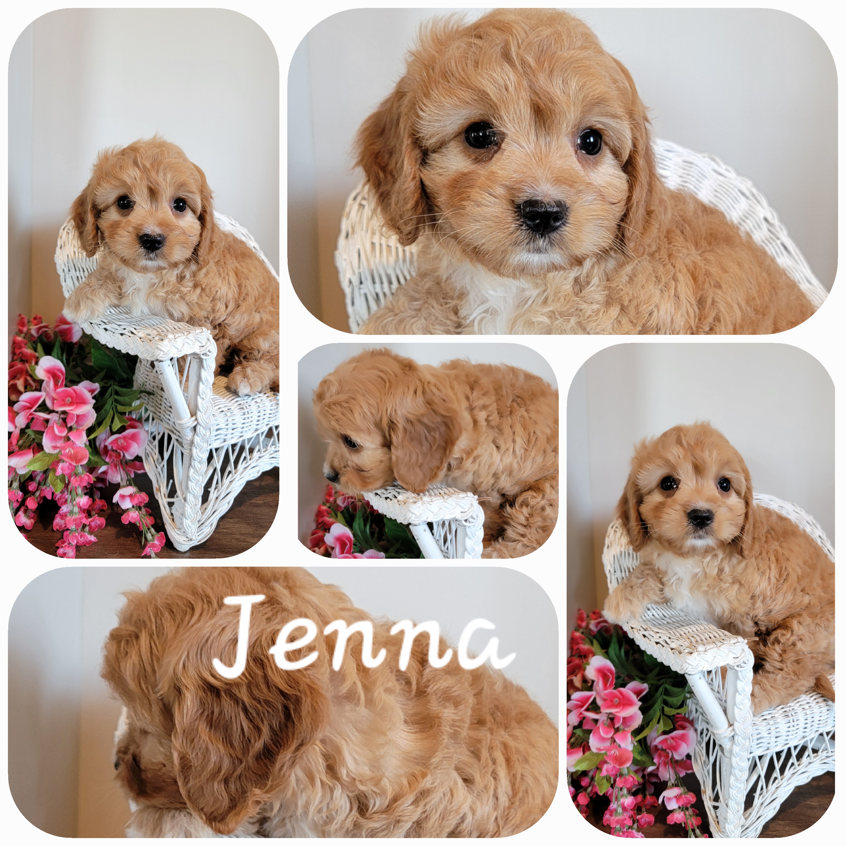 puppy, for, sale, Cava-Poo, Loren & Elaine  Nolt, dog, breeder, East Earl, PA, dog-breeder, puppy-for-sale, forsale, nearby, find, puppyfind, locator, puppylocator, aca